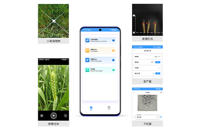 株洲市小麦亩穗数测量仪IN-XM01