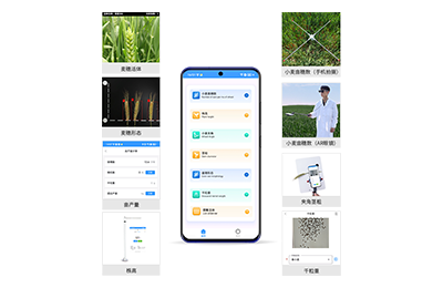 株洲市小麦表型测量仪IN-XM05